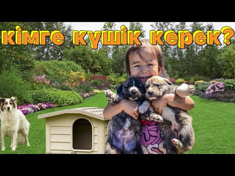 Видео: КІМГЕ КҮШІК КЕРЕК? 🐩🦮🐕‍🦺ИТІМІЗ 6 КҮШІК ТУДЫ😱🐑🐏🐎