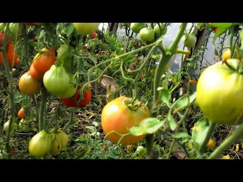 Видео: Оставшиеся томаты. 24 сентября