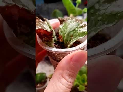 Видео: Результаты укоренения и другие мои цветы.