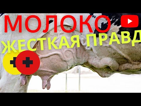 Видео: Молоко жесткая правда | удой затраты прибыль смысл заводить корову