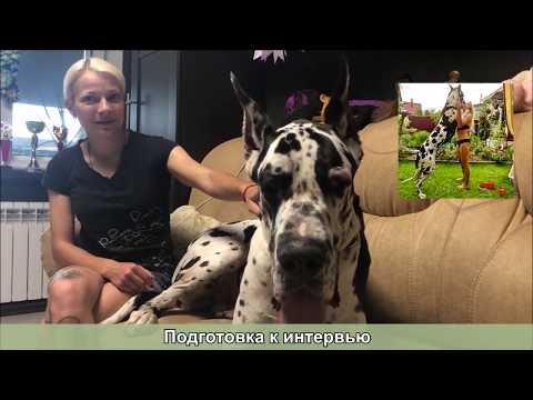 Видео: ВСЕ ПОРОДЫ ХОРОШИ?! ВЫПУСК 7. НЕМЕЦКИЙ ДОГ. Часть 1 из 2.