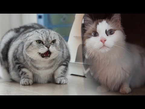 Видео: Ничто не могло остановить этого кота! Он снова сбежал! 😱