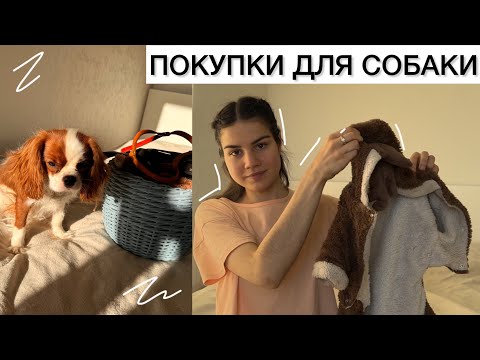 Видео: ПОКУПКИ ДЛЯ СОБАКИ
