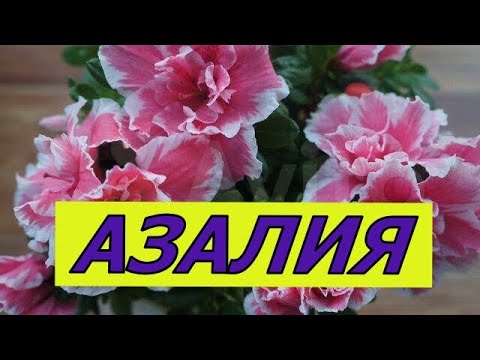 Видео: Самый красивый комнатный цветок! Азалия! Это легко!