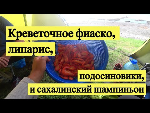 Видео: Креветочное фиаско, липарис, подосиновики и сахалинский шампиньон