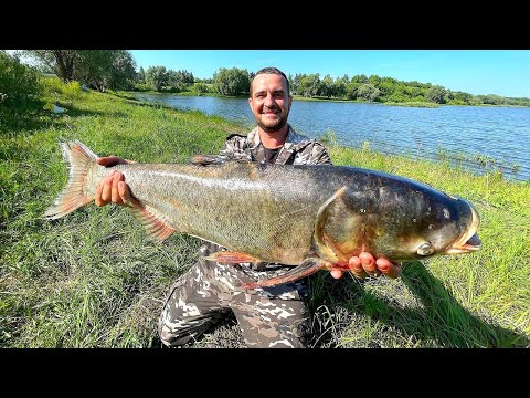 Видео: КРОВЬ СТЫНЕТ ОТ ТАКИХ ТОРПЕД!!!! Душевная Рыбалка с ночевкой 2024