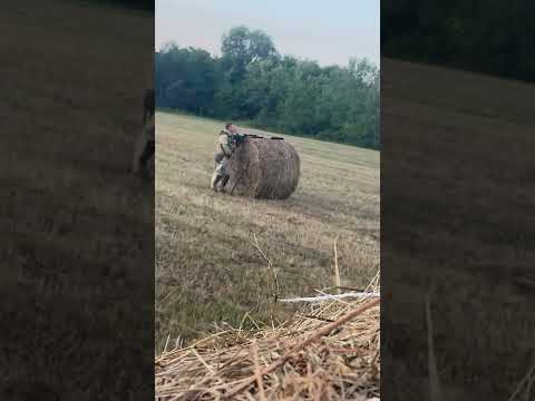 Видео: Охота на самца Косули с манком…