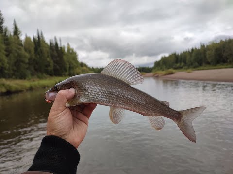 Видео: Август. Закрываю летнюю рыбалку 2022. Солар 430 Super JET на глубине 3-5 см идет на ура.