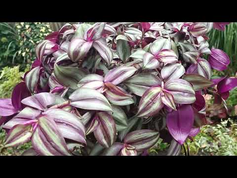 Видео: 🌺БАЗАРУВАЛА у БУЧІ і ХОВАЛАСЯ від ШАХЕДІВ!😠