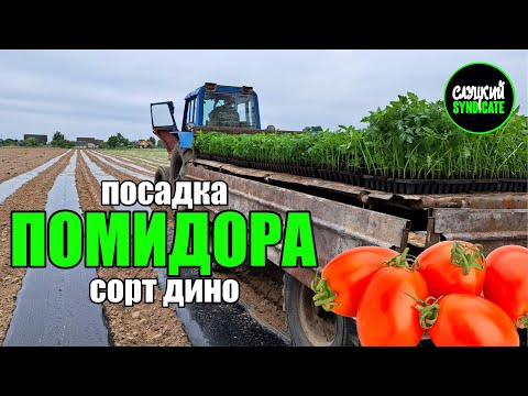 Видео: посадка ПОМИДОРА  в открытый грунт