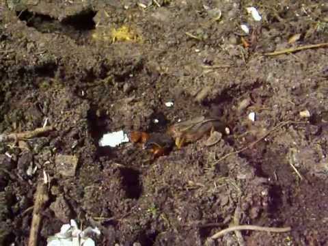 Видео: Медведка. Борьба с вредителями сельскохозяйственных культур.Советы огородникам.