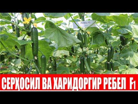 Видео: Ребел F1-Андижонлик тoморқа иссиқхона эгалари танлови (Cucumber Rebel F1 Sakata)