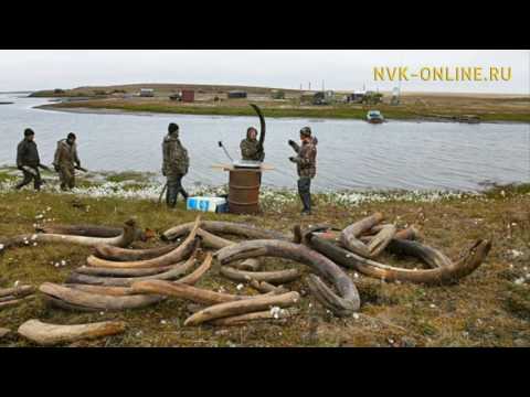 Видео: Контрабанда бивней мамонта из Якутии ежегодно достигает 1,5 млрд рублей