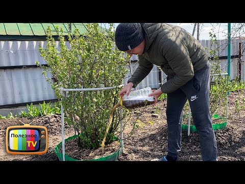 Видео: Кормлю кусты смородины этим в апреле и мае потом раздаю ягоды всем подряд! Урожаем заваливает
