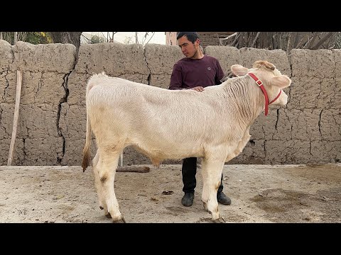 Видео: Buqalarni Sultonlari Sotuvda 🍋🍋🍋 • 10 ноября 2025 г.