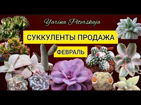 Видео: Суккуленты продажа . Февраль.