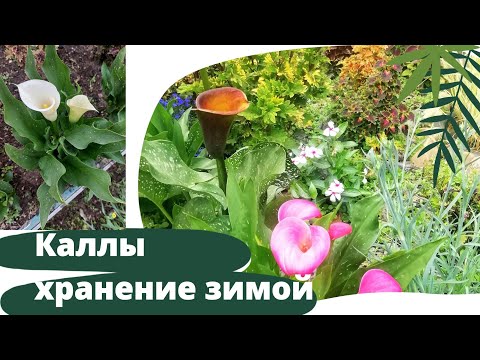 Видео: Каллы. Как я храню зимой клубни