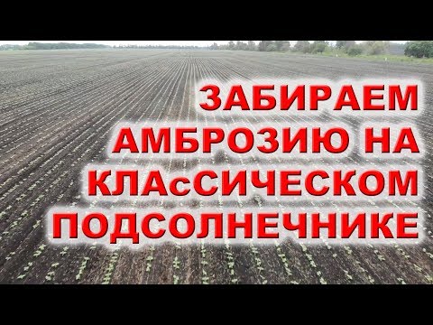 Видео: Гербицид для всех видов подсолнечника | ПИРІЙ та АМБРОЗІЯ тепер НЕ біда