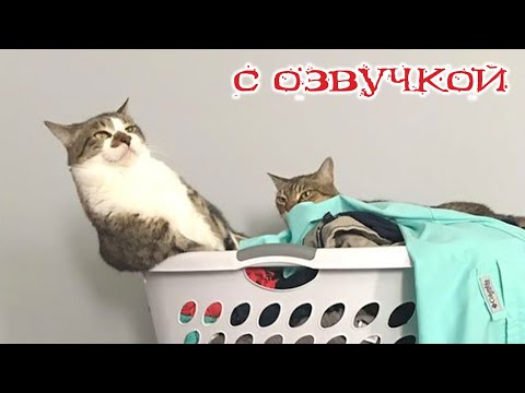 Видео: Приколы с котами! С ОЗВУЧКОЙ! Самые смешные животные! Смешные коты! До слёз!