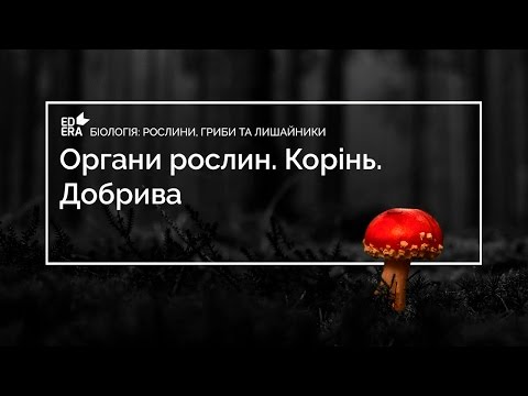 Видео: Органи рослин. Корінь. Добрива (Класифiкацiя органiв рослин)