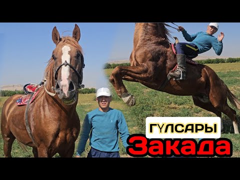 Видео: ЗАКАДА ГҮЛСАРЫ АТТЫН КҮЧТҮҮСҮ😱14 сентября 2024 г.