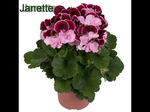 Видео: Пересадка королевской пеларгонии