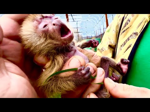 Видео: ЖИВИ, Финик, ЖИВИ! Мне страшно брать в руки этого ИЗБИТОГО МАЛЫША, но эти глаза…