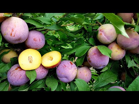 Видео: ДИПЛОИДНАЯ СЛИВА ОЦАРК ПРЕМЬЕР