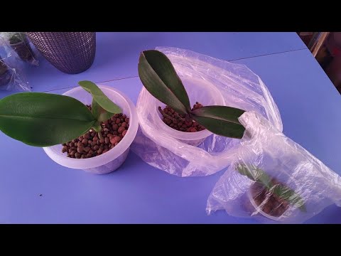 Видео: 15.11.21.ОРХИДЕИ уценки ставим на реанимацию.. на керамзит.