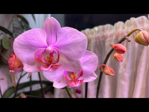 Видео: Почему орхидеи сушат бутоны?