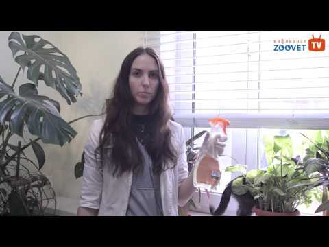 Видео: Что делать, если Ваша кошка чешется?