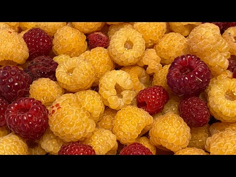 Видео: Наши будни-Огород,Помидоры-урожай с парника,Сбор Малины!👍😊