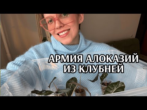 Видео: 100% проращивание клубней алоказии | Мои секреты ухода