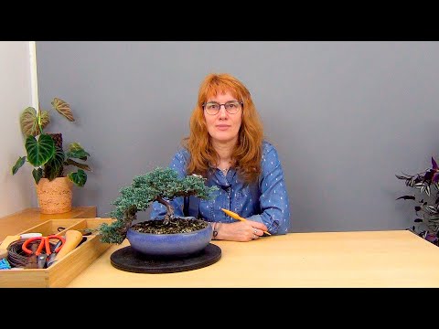 Видео: Бонсай из можжевельника (ч.7).