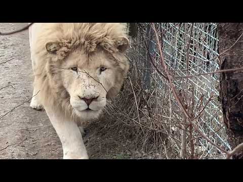 Видео: Львы Чук и Кай ПОДРУЖИЛИСЬ!!!