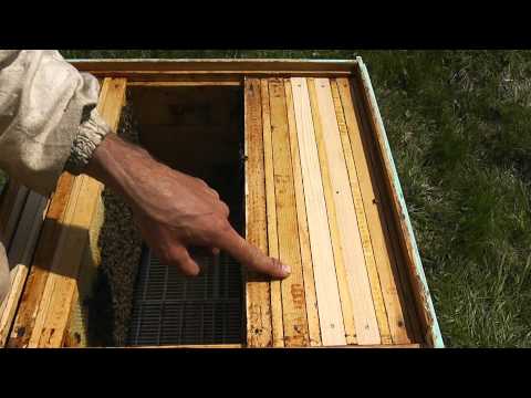 Видео: поднимаю расплод в верхний корпус