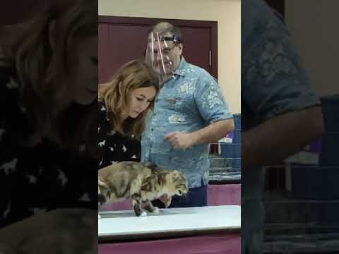 Видео: 20.09.2020 Монопородка курильских бобтейлов на выставке Gardemarin Cat Club, ICU.