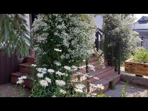 Видео: Продам дом на Алтае