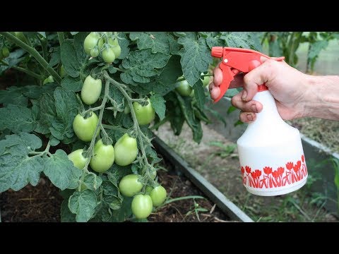 Видео: Пять неотложных дел в саду в августе. Что сделать в первую очередь