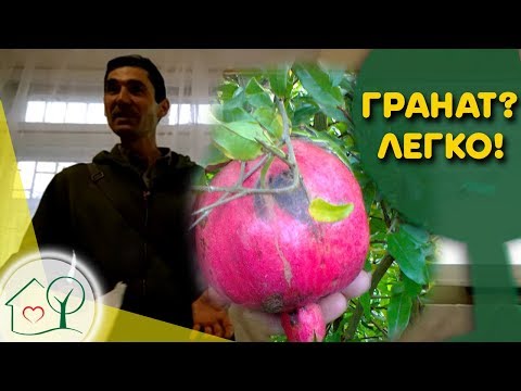 Видео: Гранат - выращивание, укрытие, обрезка. Экзоты Николаева