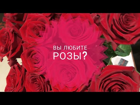 Видео: Три новых розы. Attar Collection, Gucci, Wide Society