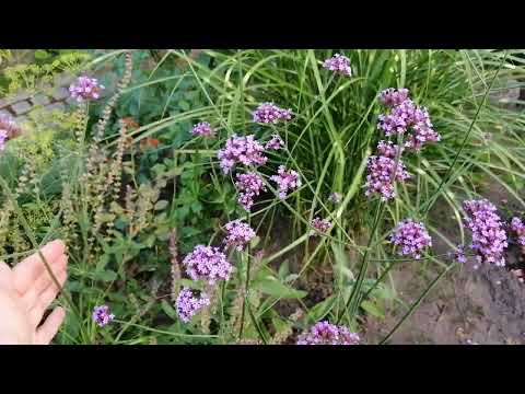 Видео: ВЕРБЕНА БОНАРСКАЯ 🙆‍♀️ в моём саду