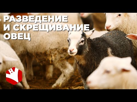 Видео: Разведение и скрещивание овец | Фермерское хозяйство Капри