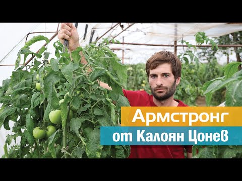 Видео: Присаждане на домати: Опитът на Калоян Цонев с подложка Армстронг