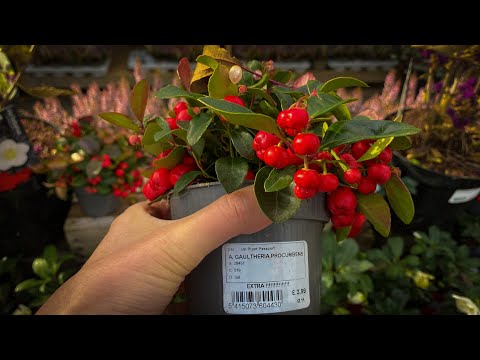 Видео: Vlog 203- Что можно купить с садовом центре в Англии- очень опасное место!!!!