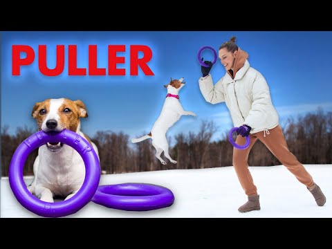 Видео: PULLER // Пуллер - популярные кольца для занятий с собакой // Обзор puller // Упражнения с пуллером