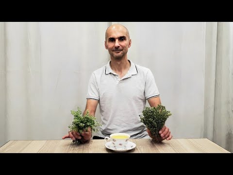 Видео: ЧАБРЕЦ | Сборка из леса | Сушка и вкусный чай