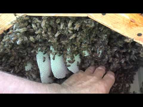 Видео: Ловушки Рои Развитие роев в Колодах