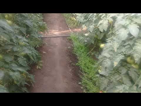 Видео: Разница между оригиналом и самосбором "Бодерин" начало сборок!