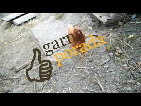 Видео: Как избавиться от хорька или куницы, и нужно ли от них избавляться